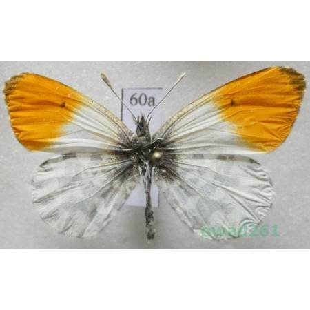 Anthocharis cardamines (Linnaeus, 1758) male Czech60a